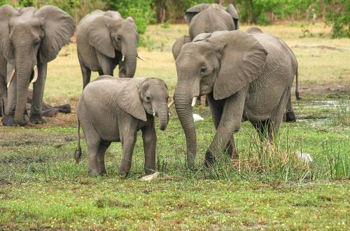 safari,botswana, Quand partir en safari au Botswana ?